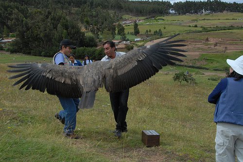 Andean-Condor-huge-wingspan-biggest.jpg