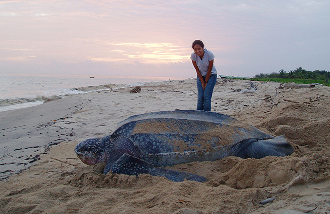 Leatherback-Turtle-Size-next-to-person.j