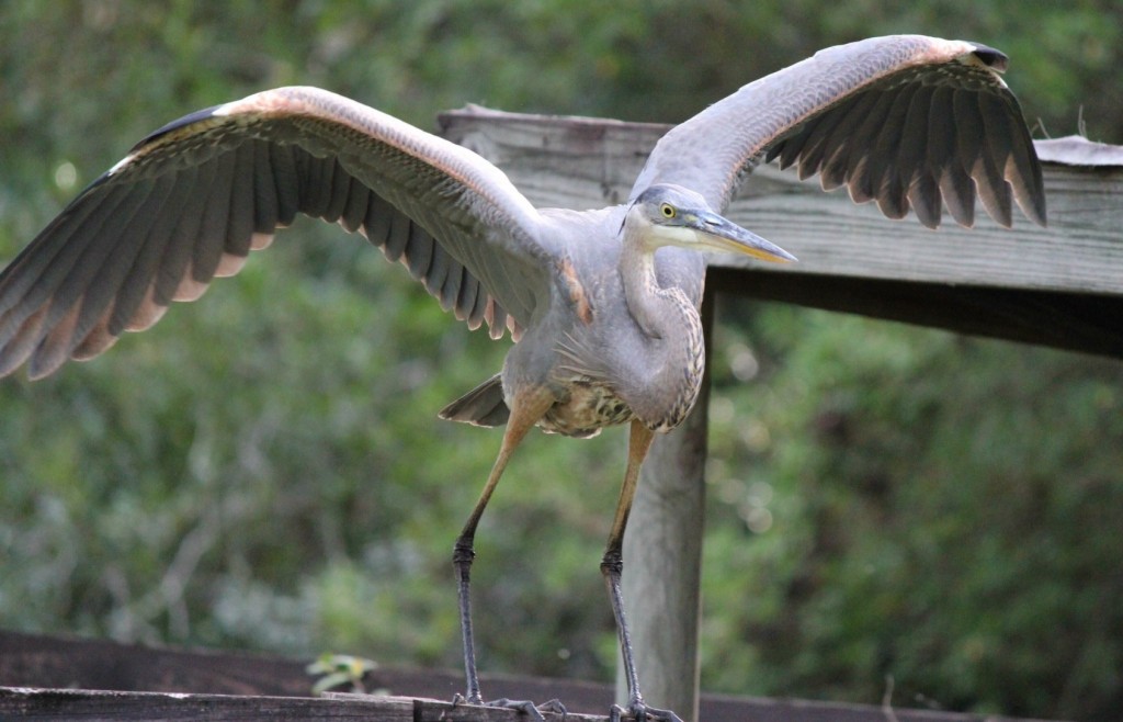 Okefenokee Swamp - Preparing for Flight