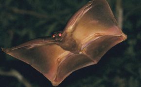 Colugo: Amazing Asian Flying Lemur