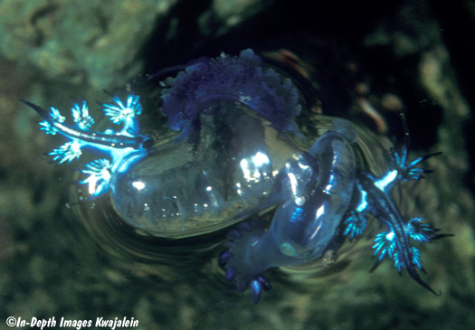 Glaucus-atlanticus-eating-Man-oWar.jpg