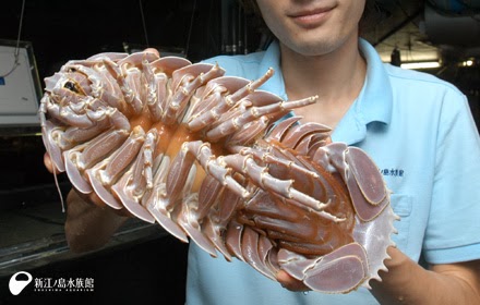 https://www.lazerhorse.org/wp-content/uploads/2015/01/Giant-Isopod-Bathynomus-giganteus-2.jpg