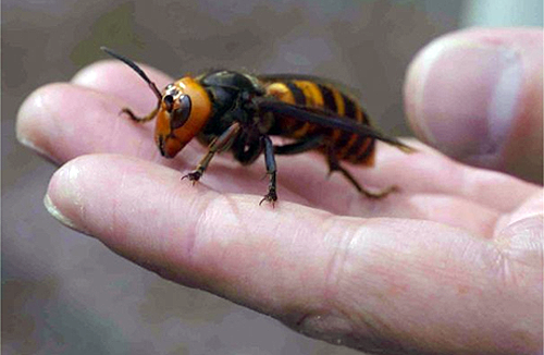 Japanese-Giant-Hornet-on-hand.png