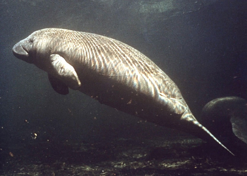 Manatee Endangered Photo