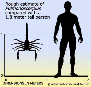 Carboniferous-Life-Pulmonoscorpius-Size.jpg