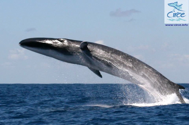 Fin Whale - Breaching - Gibraltar