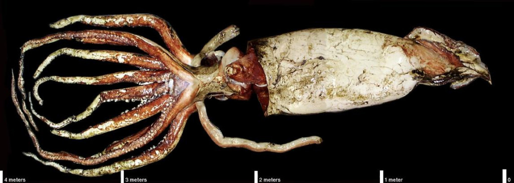 Rare Footage Of Giant Squid Filmed By Russian Fishermen • Lazer Horse