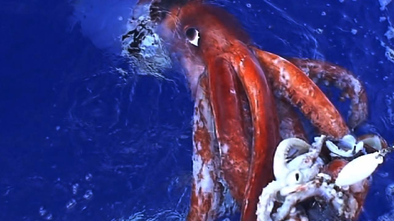 Rare Footage Of Giant Squid Filmed By Russian Fishermen • Lazer Horse