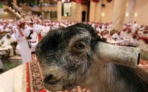 Introducing The Handsome Damascus Goat