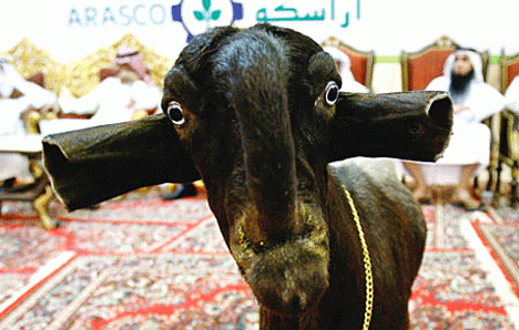 Damascus-Goats-Shami-Face.gif
