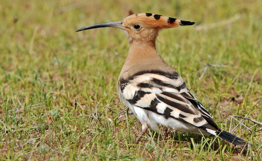 The Magnificent Hoopoe From Ancient Adulation To CBeebies • Lazer Horse