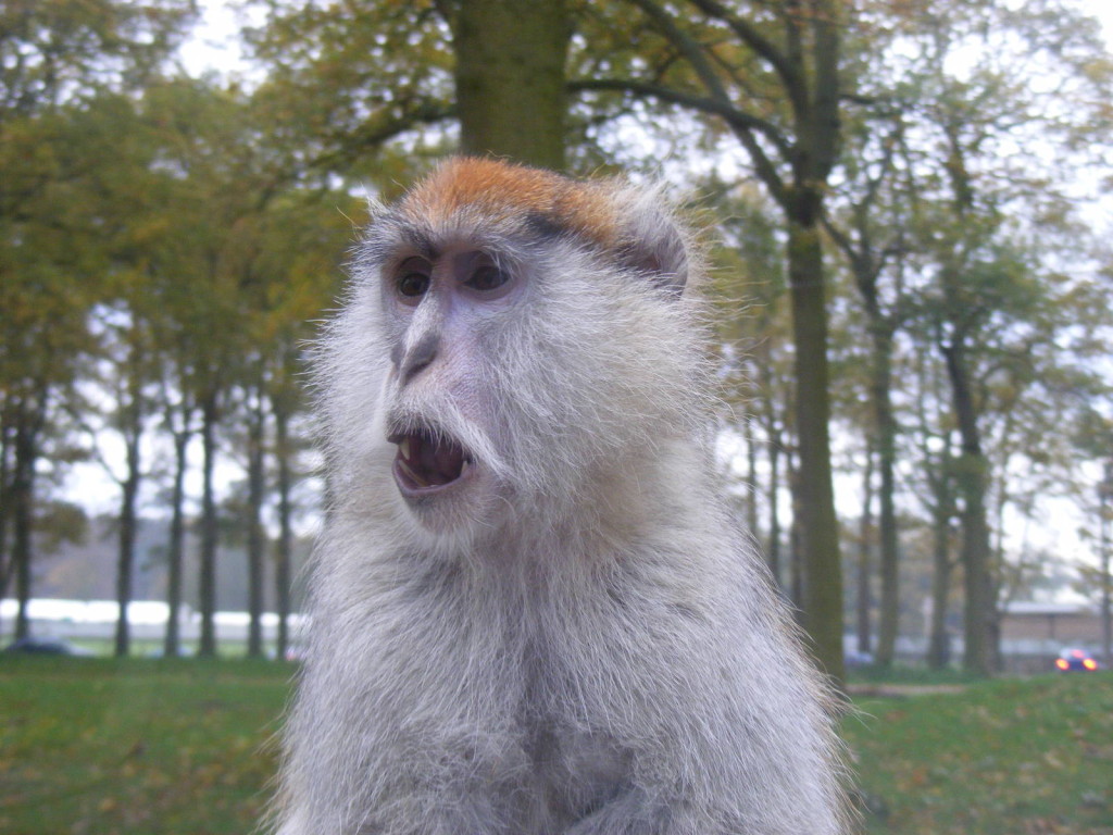 Patas Monkey Fastest Monkey On Land • Lazer Horse