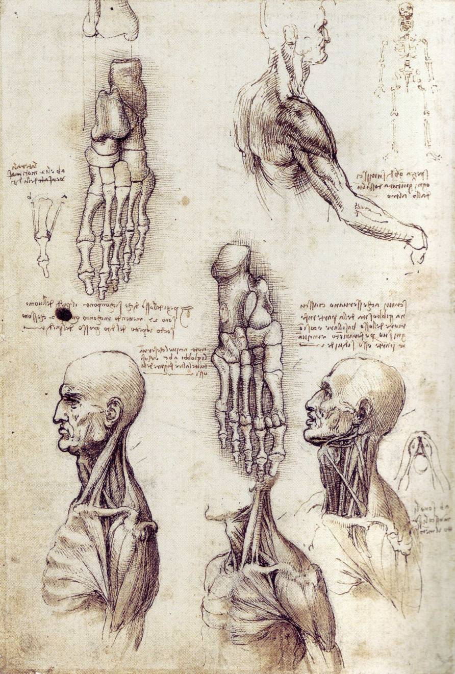 Leonardo Da Vinci Rarely Seen Sketches Lazer Horse Leonardo Da Vinci Rarely Seen Sketches Lazer Horse