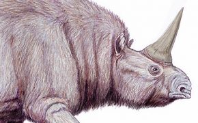 Elasmotherium: A Gigantic Extinct Unicorn