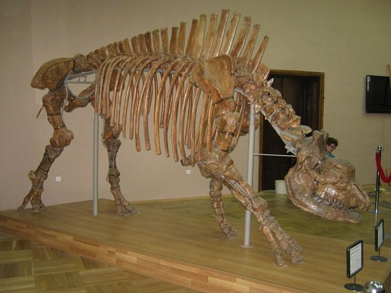 elasmotherium figure