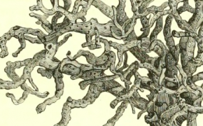 Beautiful Scientific Images From The Biodiversity Heritage Library
