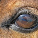 horse eye close up