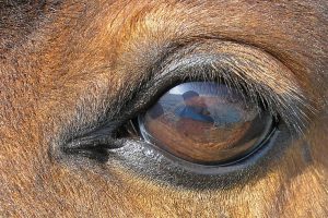 horse eye close up