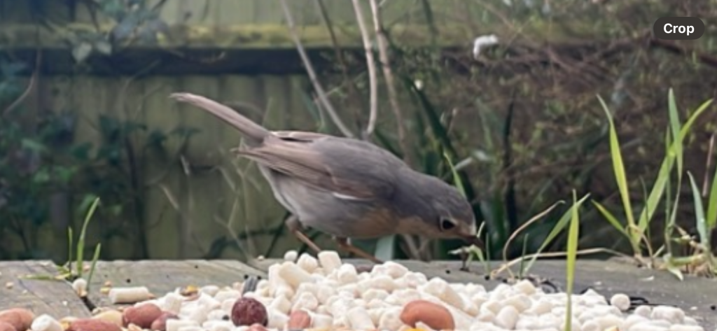 Aberrant plumage: European robin