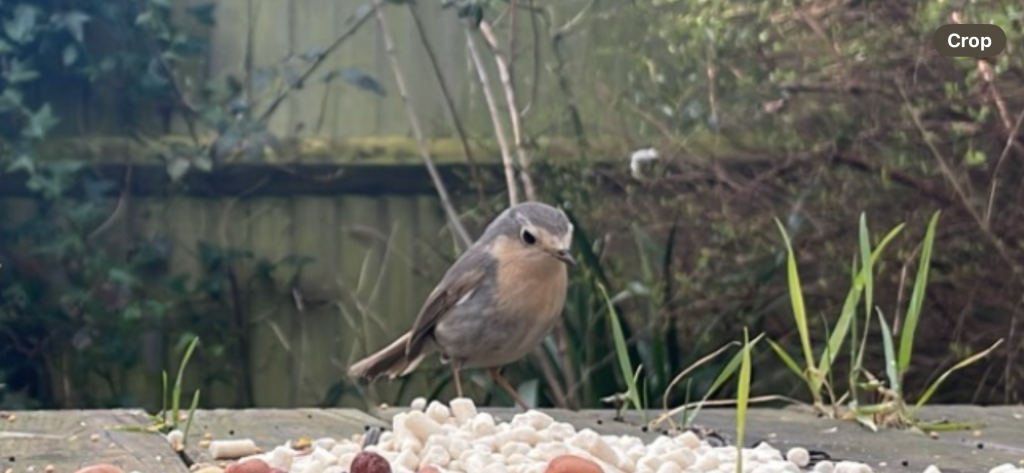 Aberrant plumage: European robin