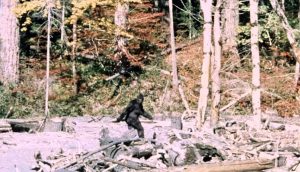 Frame 352 from the Patterson Gimlin Bigfoot film