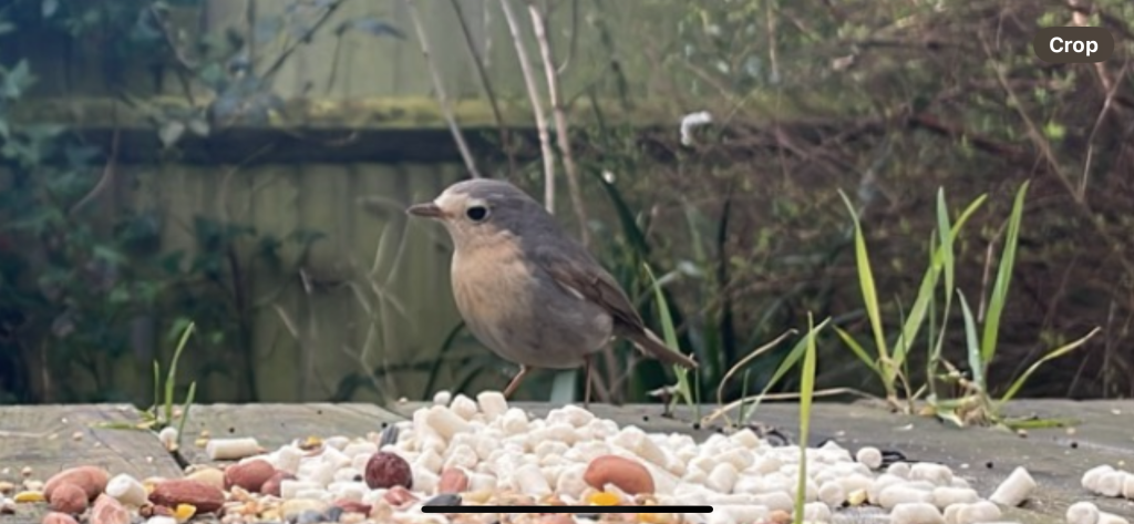 Leucistic European robin