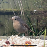 Leucism: European robin