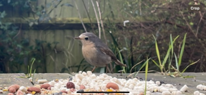 Leucism: European robin