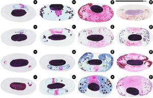 Drawing of Haemoproteus life stages